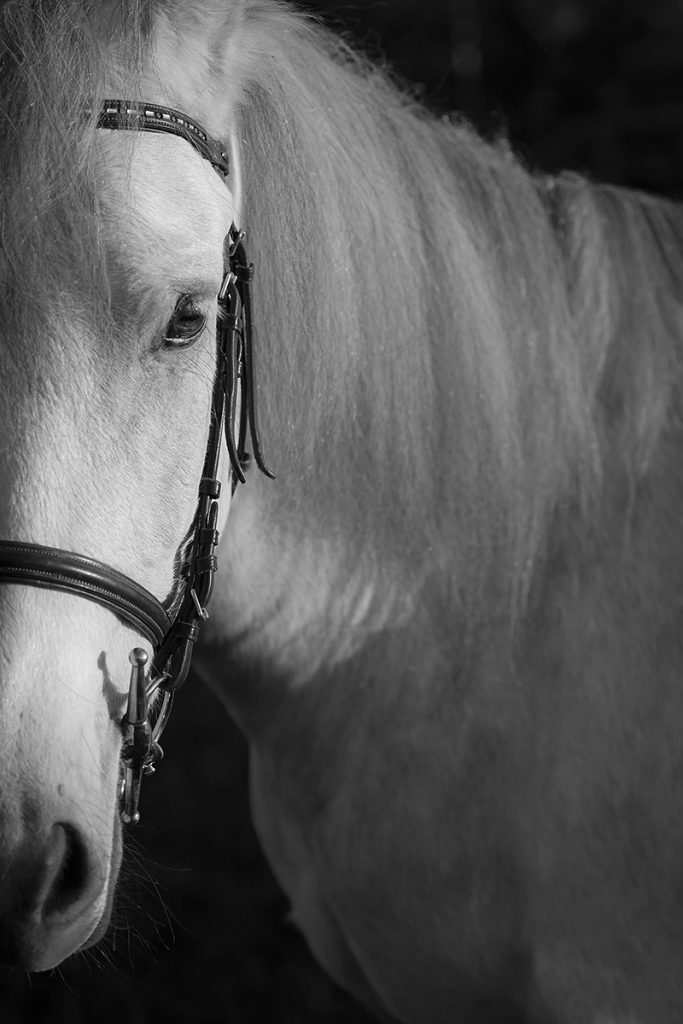 Pferdekopf im Porträt in Schwarz - Weiß